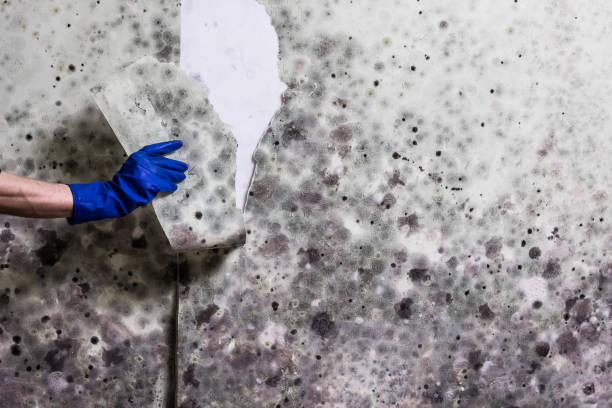 Best Industrial Mold Remediation in Sunrise, FL
