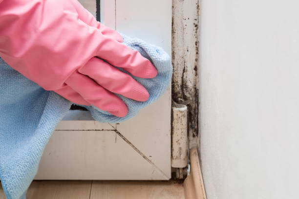 Best Post-Flood Mold Remediation in Sunrise, FL